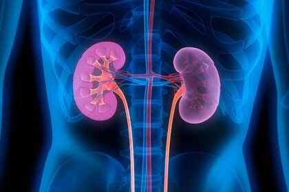 Illustration of kidneys under xray