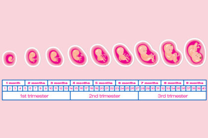 pregnancy baby growth by week