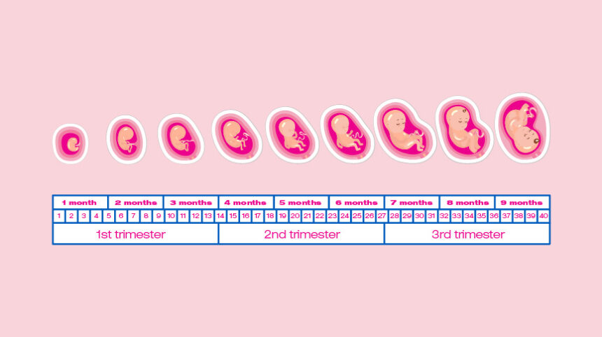 pregnancy baby growth by week