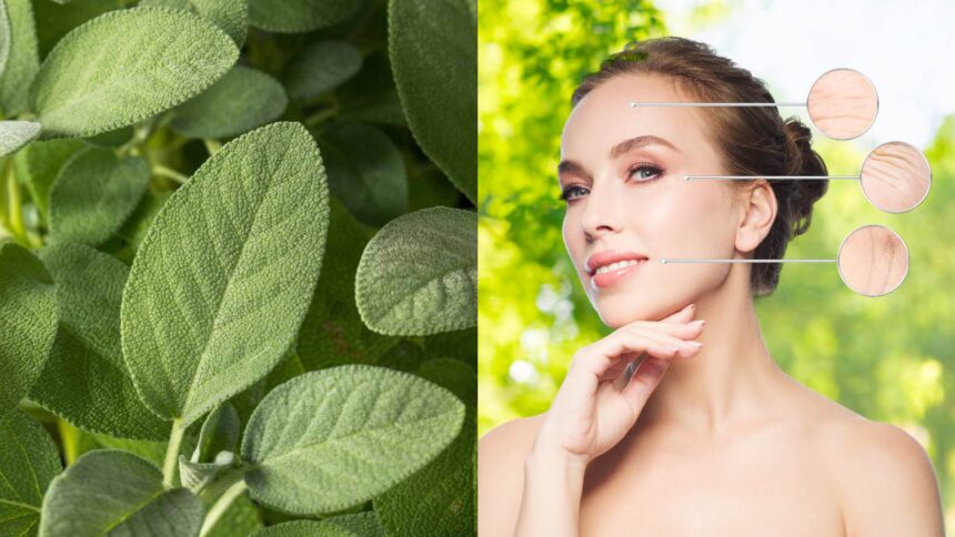 Sage for skin: 7 easy ways to reduce the signs of ageing