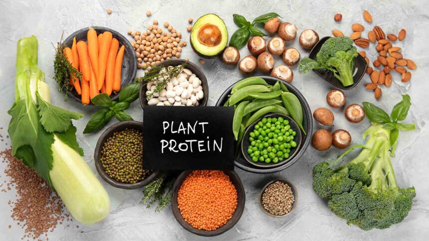 plant protein