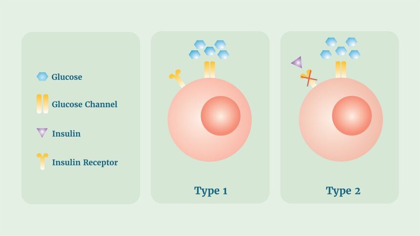 What’s the Difference Between Type 1 and Type 2 Diabetes?