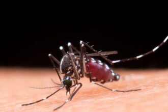 Second-time dengue: What happens when this mosquito-borne disease strikes twice?