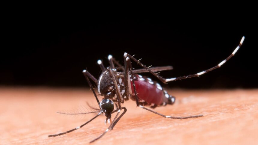 Second-time dengue: What happens when this mosquito-borne disease strikes twice?