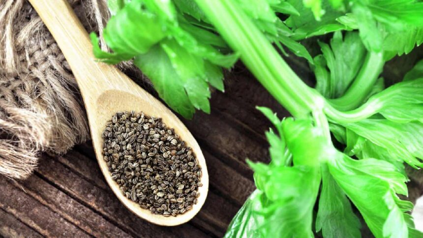 Celery seed benefits