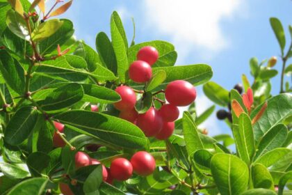 Karonda fruit